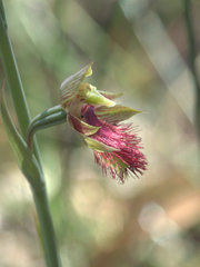 Calochilus paludosus