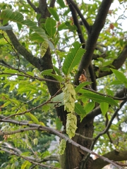 Carpinus japonica