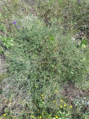 Gypsophila paniculata