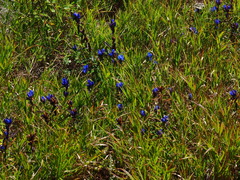 Gentiana triflora