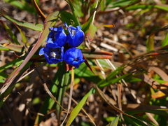 Gentiana triflora