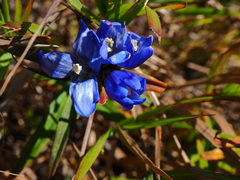 Gentiana triflora