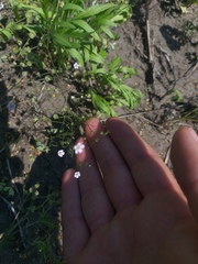 Psammophiliella muralis