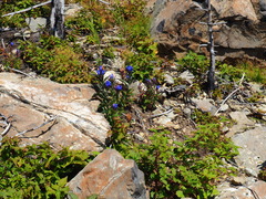 Gentiana triflora