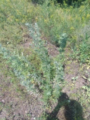 Artemisia absinthium