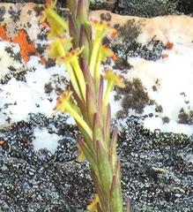 Struthiola eckloniana