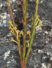Struthiola eckloniana