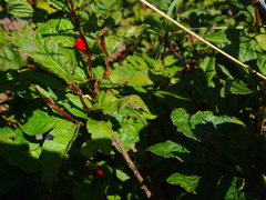 Lonicera maximowiczii