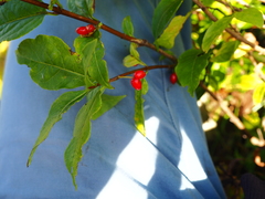 Lonicera maximowiczii