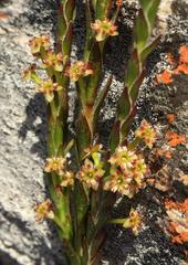 Struthiola eckloniana