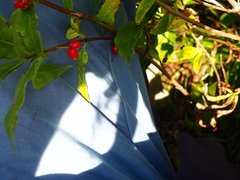 Lonicera maximowiczii