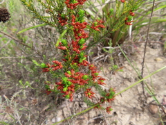 Erica ustulescens
