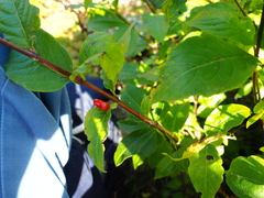 Lonicera maximowiczii