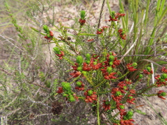 Erica ustulescens