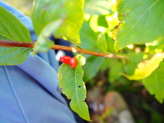 Lonicera maximowiczii