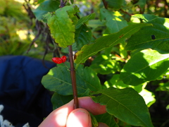 Lonicera maximowiczii
