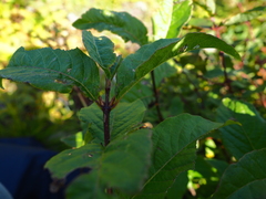 Lonicera maximowiczii