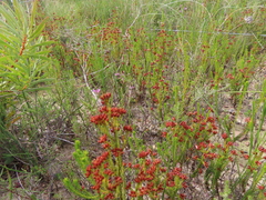 Erica ustulescens