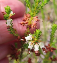 Erica ustulescens