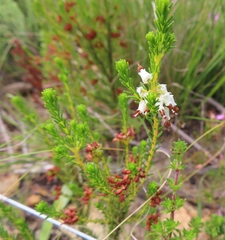 Erica ustulescens