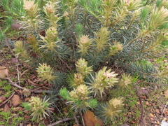 Phylica plumosa