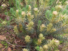 Phylica plumosa