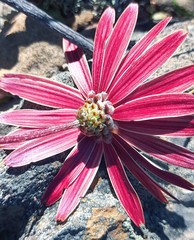 Ursinia pilifera