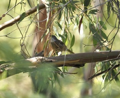 Pachycephala olivacea