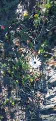 Ursinia pilifera