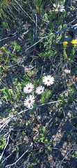 Ursinia pilifera