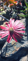 Ursinia pilifera