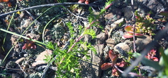 Ursinia pilifera