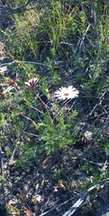 Ursinia pilifera