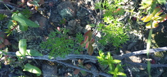 Ursinia pilifera