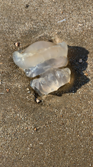 Rhizostomatoidea