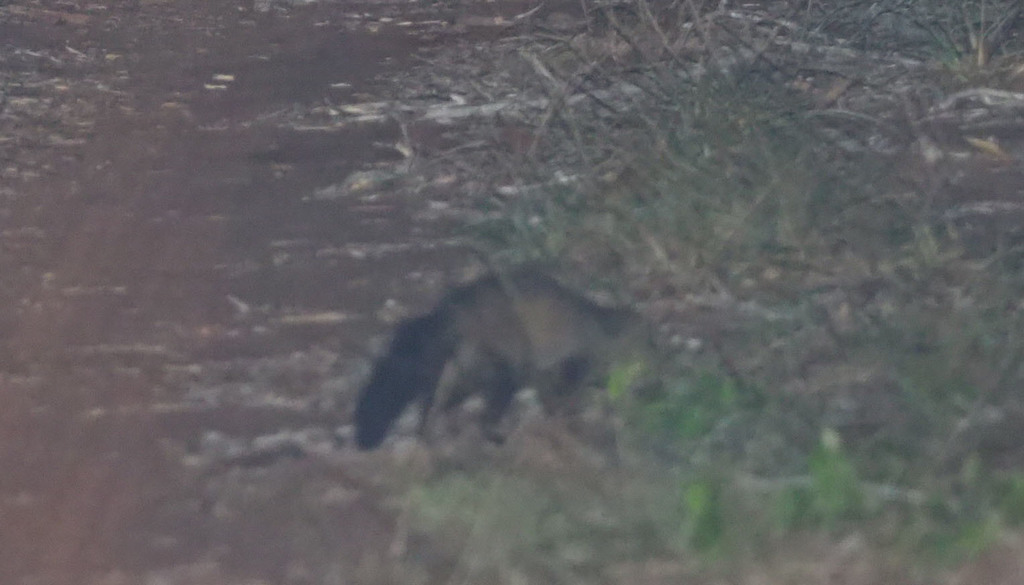 Sokoke Bushy-Tailed Mongoose