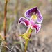 Disa spathulata tripartita - Photo (c) Justin Ponder, algunos derechos reservados (CC BY), subido por Justin Ponder