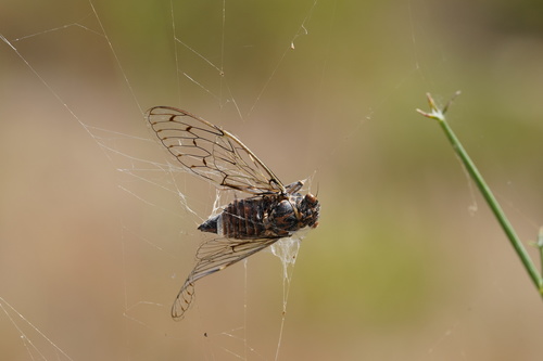 Photo of Ash Cicada (Cicada orni)