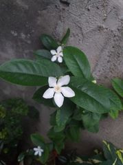 Wrightia antidysenterica