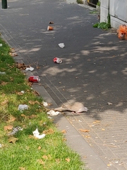 Streptopelia decaocto