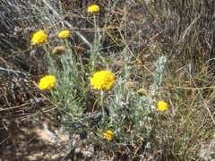 Helichrysum hebelepis