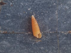 Seila crocea