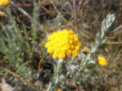 Helichrysum hebelepis