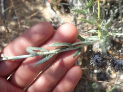 Helichrysum hebelepis