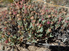 Antimima verruculosa