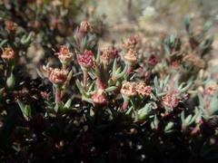 Antimima verruculosa