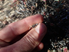 Antimima verruculosa