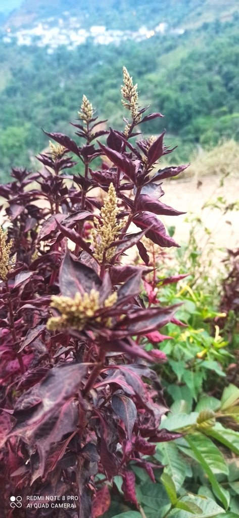 blood leaf