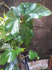 Begonia lucerna