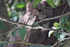 Muscicapa dauurica dauurica